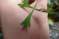 Anisotome filifolia