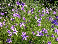 Campanula lusitanica
