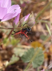 Apiomerus californicus