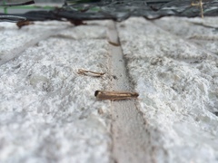 Crambus bidens