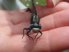 Arigomphus cornutus