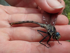 Arigomphus cornutus