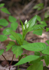 Cephalanthera erecta