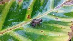 Craugastor underwoodi