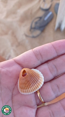 Anadara brasiliana