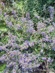Nepeta × faassenii