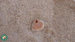 Anadara brasiliana