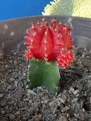 Cactaceae