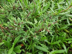 Suaeda australis