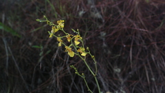 Vitekorchis vasquezii