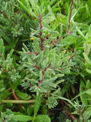 Suaeda australis