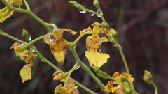 Vitekorchis vasquezii