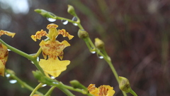 Vitekorchis vasquezii