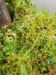 Cuscuta chinensis