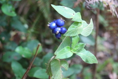 Coccocypselum lanceolatum