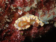Ardeadoris cruenta