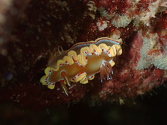 Ardeadoris cruenta