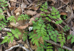 Rubus pungens