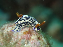 Hypselodoris zephyra