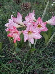 Hippeastrum reticulatum