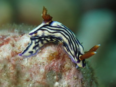 Hypselodoris zephyra
