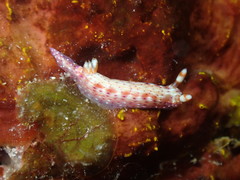 Hypselodoris decorata
