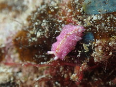 Pseudoceros goslineri