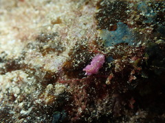 Pseudoceros goslineri