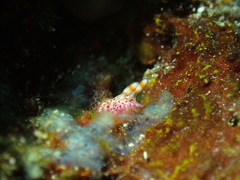 Hypselodoris decorata