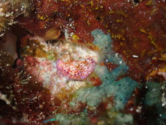 Hypselodoris decorata