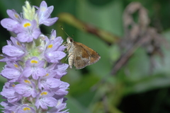 Synapte silna