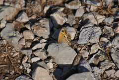 Coenonympha dorus