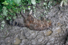 Nasua olivacea