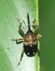 Geraeus cemas