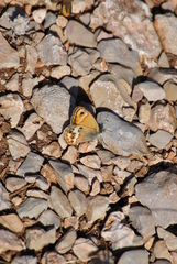 Coenonympha dorus