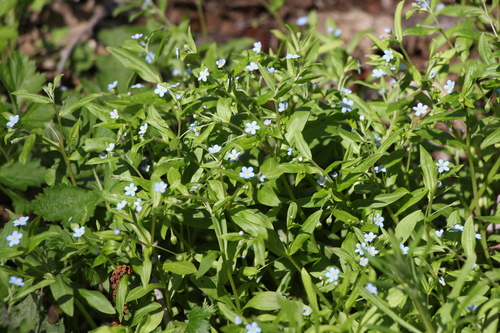 Memoremea scorpioides, photograph 4