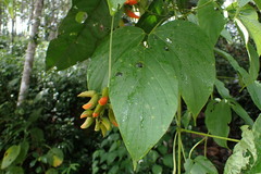 Mucuna rostrata