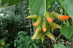 Mucuna rostrata