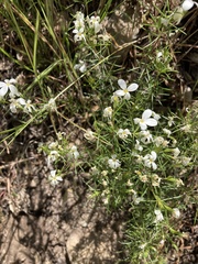 Leptosiphon floribundus
