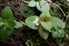 Vandellia diffusa