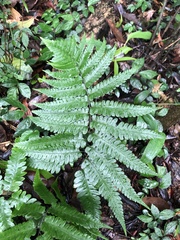 Diplazium mettenianum