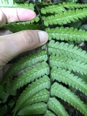Diplazium mettenianum