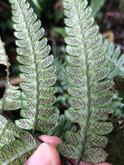 Diplazium mettenianum