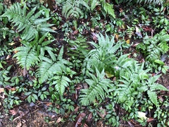 Diplazium mettenianum