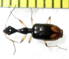 Eucolliuris