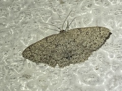 Cyclophora pendulinaria