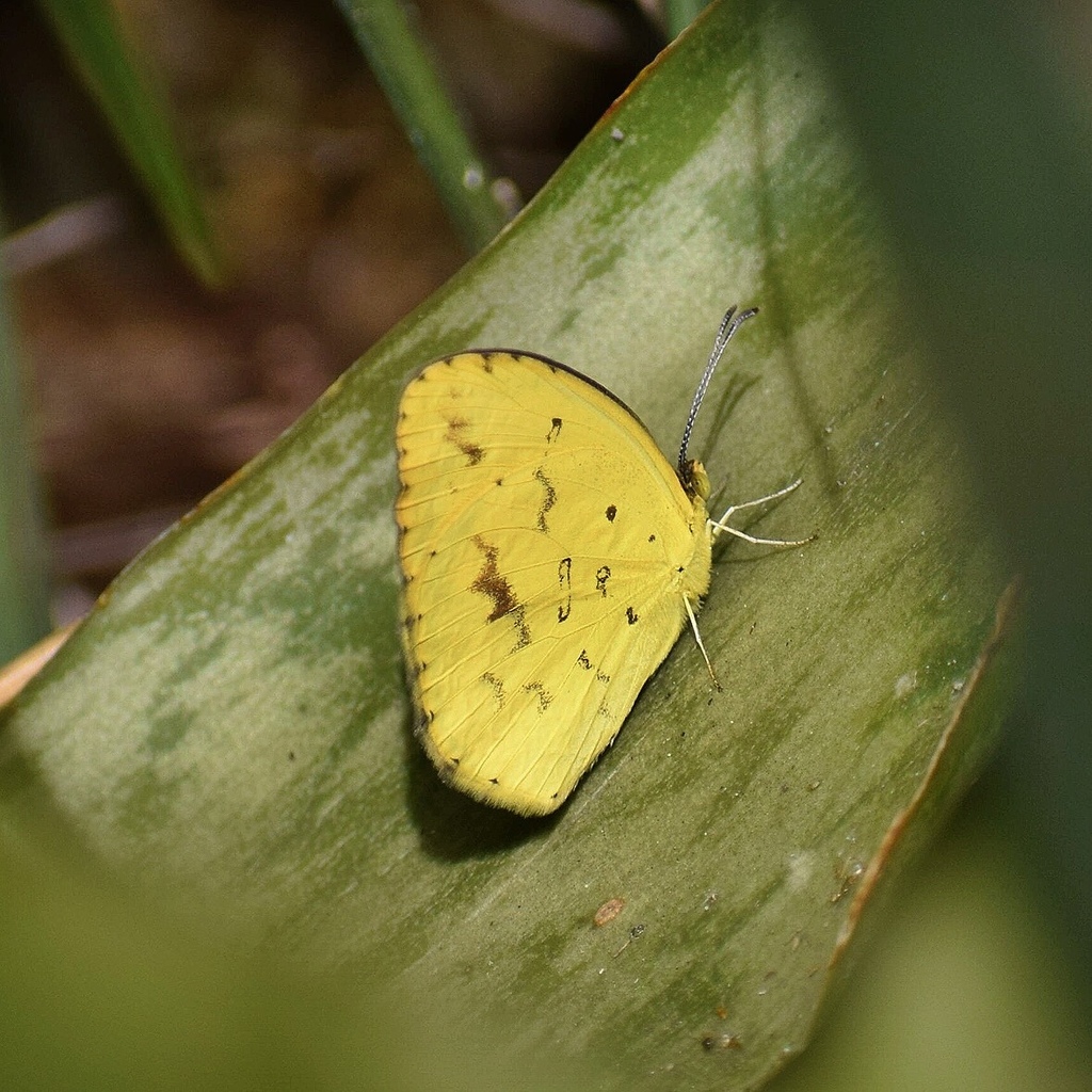 Angled Grass Yellow