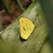 Eurema desjardinsii regularis - Photo (c) suncana, some rights reserved (CC BY), uploaded by suncana