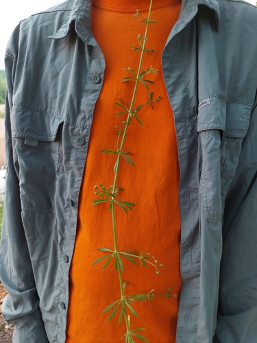 Galium aparine iNat (1)