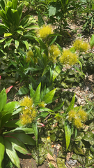 Justicia croceochlamys